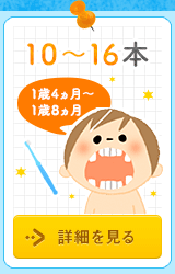 10～16本 1歳4ヵ月～1歳8ヵ月